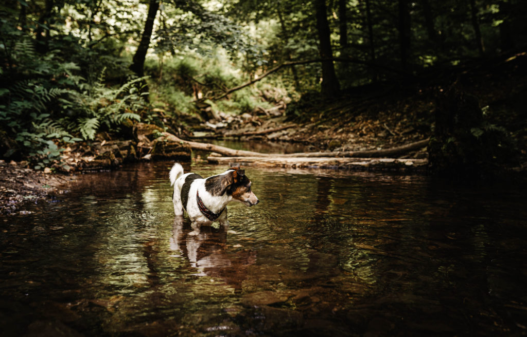 Wanderung Uber Dem Schonen Rhein Binger Wald
